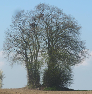 Le Petit Arbre à Blanmont